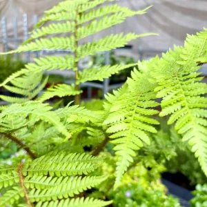 Australian Tree Fern Live Plant – 4in Tall – Indoor/Outdoor Exotic Foliage - Image 1