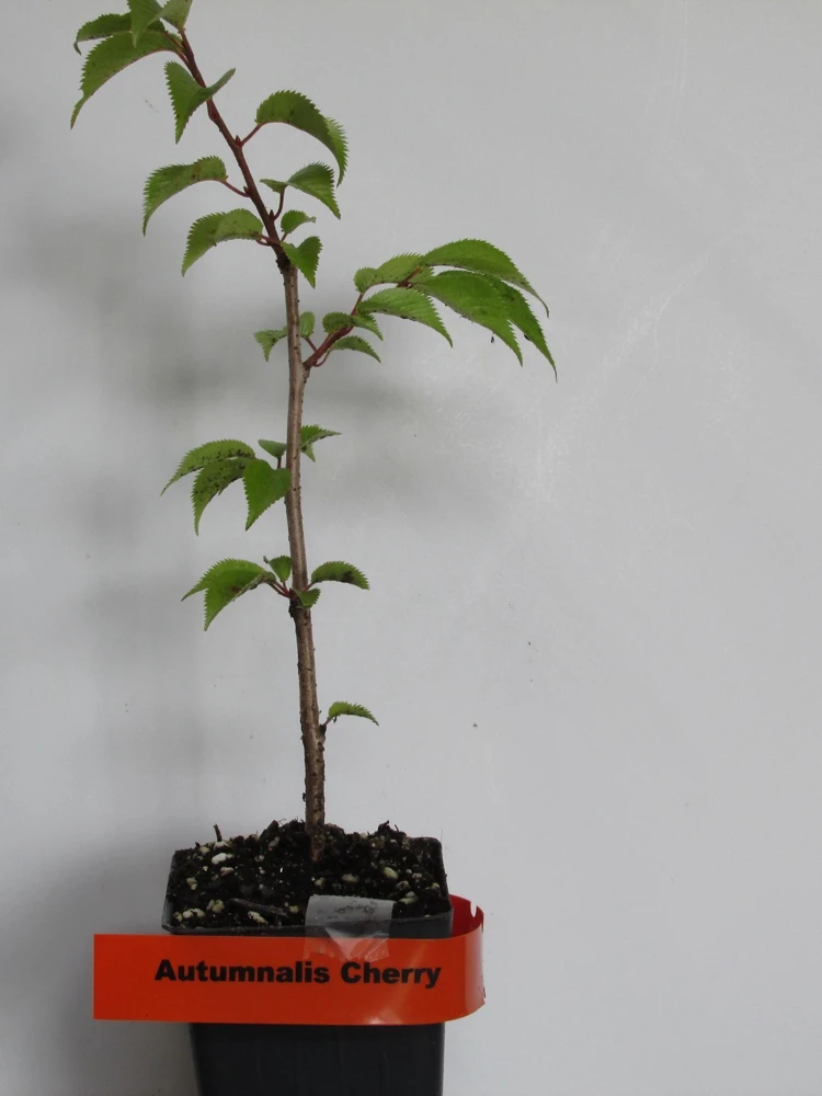 Autumnalis Flowering Cherry Tree - 6-10" Tall Live Plant - Shipped in 2.5" Pot - Image 2