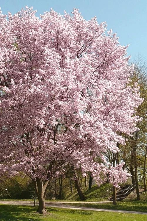 Autumnalis Flowering Cherry Tree - 6-10" Tall Live Plant - Shipped in 2.5" Pot - Image 3