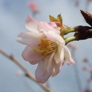 Autumnalis Flowering Cherry Tree - 6-10
