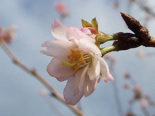 Autumnalis Flowering Cherry Tree - 6-10" Tall Live Plant - Shipped in 2.5" Pot - Image 4