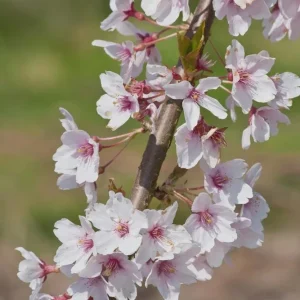 Autumnalis Flowering Cherry Tree - 6-10