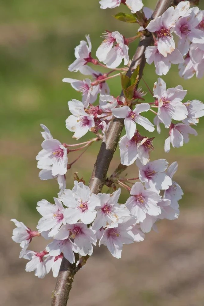 Autumnalis Flowering Cherry Tree - 6-10" Tall Live Plant - Shipped in 2.5" Pot - Image 1