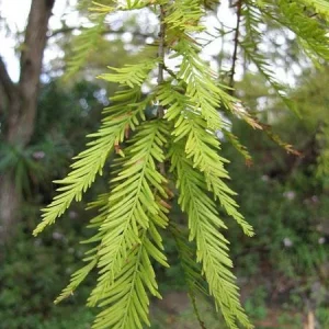 Bald Cypress Live Tree – 18-24