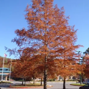 Bald Cypress Live Tree – 18-24
