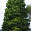 Bald Cypress Live Tree – 18-24" Tall – Deciduous Conifer – Outdoor Specimen Plant - Image 1