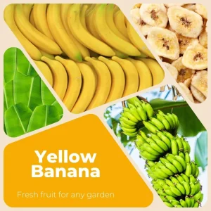 Banana Tree Live Plant - 2-3 Ft Tall, 1 Gallon Pot - Outdoor Tropical Fruit - Image 3