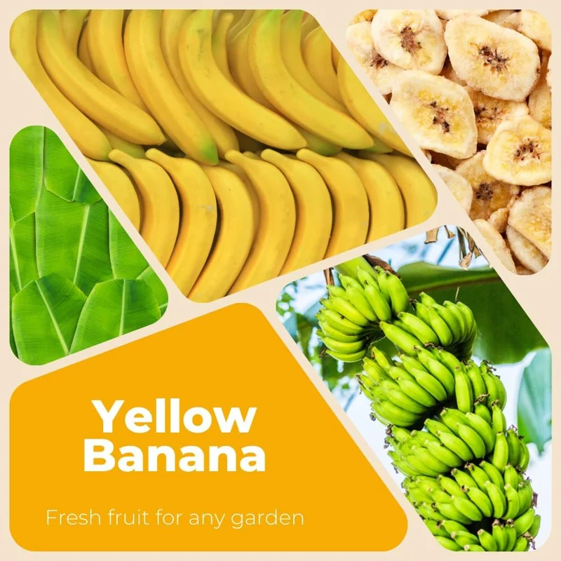 Banana Tree Live Plant - 2-3 Ft Tall, 1 Gallon Pot - Outdoor Tropical Fruit - Image 3