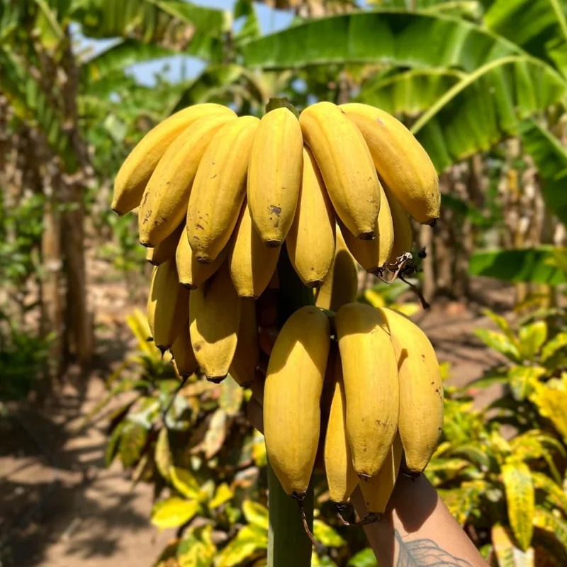 Banana Tree Live Plant - 2-3 Ft Tall, 1 Gallon Pot - Outdoor Tropical Fruit - Image 4