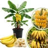 Banana Tree Live Plant - 2-3 Ft Tall, 1 Gallon Pot - Outdoor Tropical Fruit - Image 1