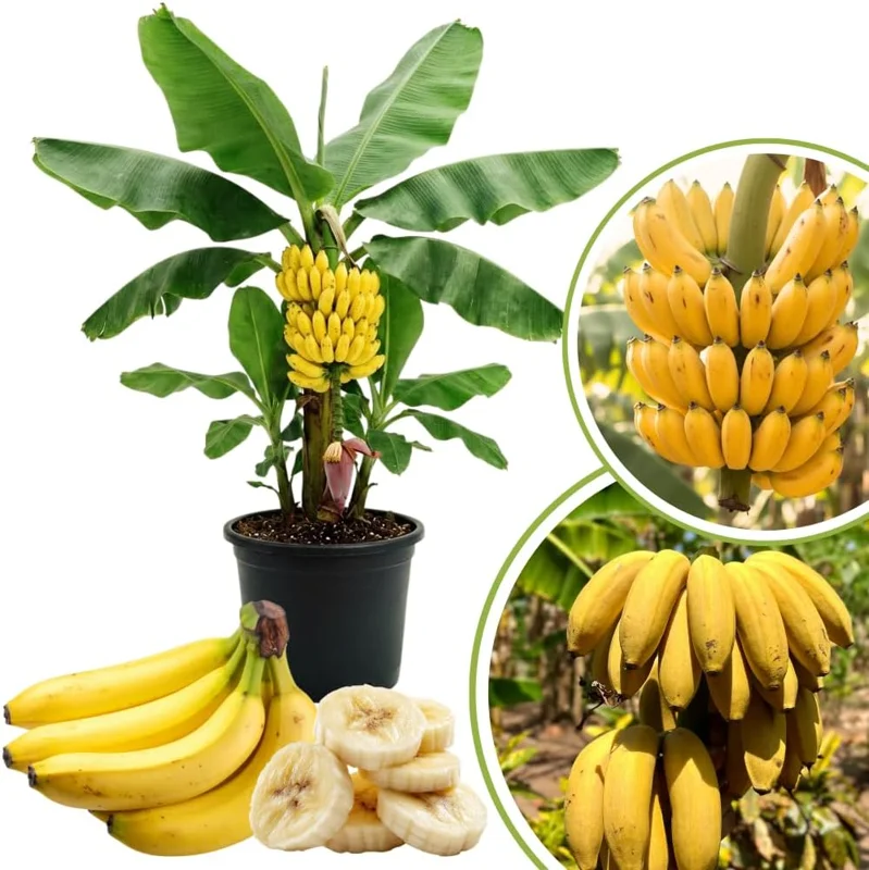 Banana Tree Live Plant - 2-3 Ft Tall, 1 Gallon Pot - Outdoor Tropical Fruit - Image 1