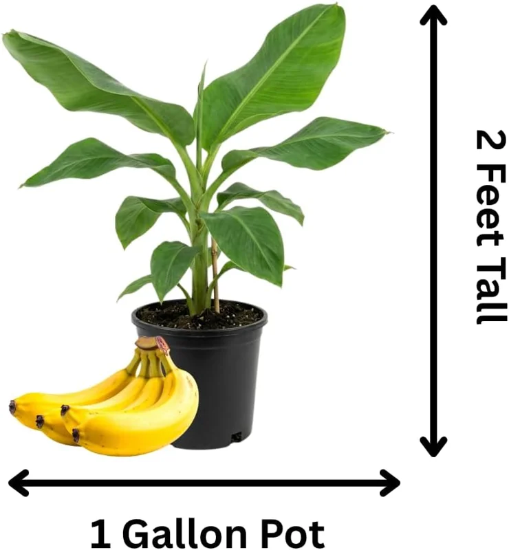 Banana Tree Live Plant - 2-3 Ft Tall, 1 Gallon Pot - Outdoor Tropical Fruit - Image 6