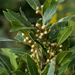 Bay Leaf Tree Live Plant 8-10 Inch Tall - Laurus Nobilis Herb for Cooking & Garden - Image 6