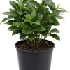 Bay Leaf Tree Live Plant 8-10 Inch Tall - Laurus Nobilis Herb for Cooking & Garden - Image 1
