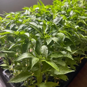Birds Eye Chili Pepper Live Plant – 4 Seedlings – Edible – Indoor/Outdoor - Image 2