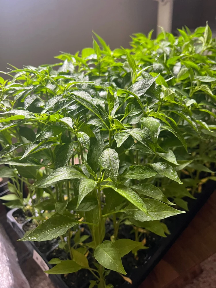 Birds Eye Chili Pepper Live Plant – 4 Seedlings – Edible – Indoor/Outdoor - Image 2