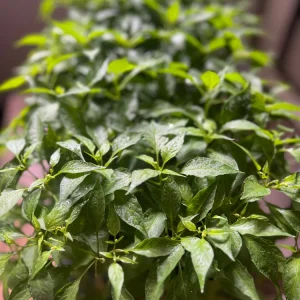 Birds Eye Chili Pepper Live Plant – 4 Seedlings – Edible – Indoor/Outdoor - Image 3