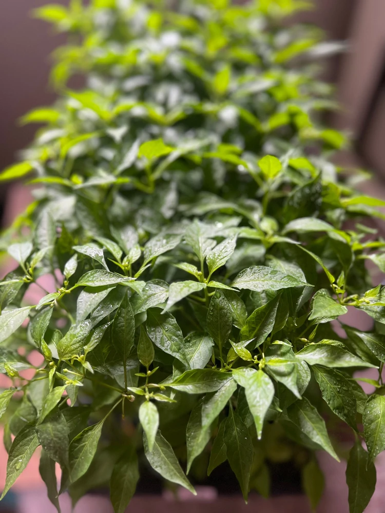 Birds Eye Chili Pepper Live Plant – 4 Seedlings – Edible – Indoor/Outdoor - Image 3