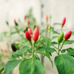 Birds Eye Chili Pepper Live Plant – 4 Seedlings – Edible – Indoor/Outdoor - Image 4