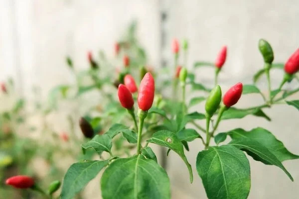 Birds Eye Chili Pepper Live Plant – 4 Seedlings – Edible – Indoor/Outdoor - Image 4