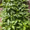 Birds Eye Chili Pepper Live Plant – 4 Seedlings – Edible – Indoor/Outdoor - Image 1