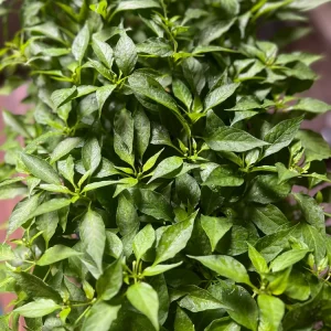 Birds Eye Chili Pepper Live Plant – 4 Seedlings – Edible – Indoor/Outdoor - Image 1