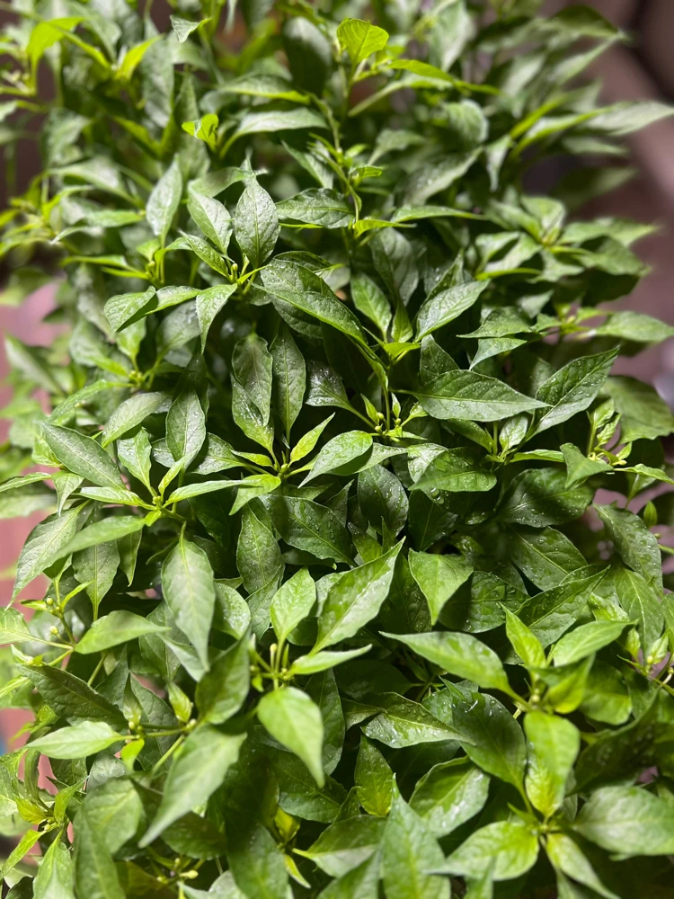 Birds Eye Chili Pepper Live Plant – 4 Seedlings – Edible – Indoor/Outdoor - Image 1