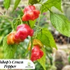Bishop's Crown Pepper- 4 Live Seedlings - Image 1