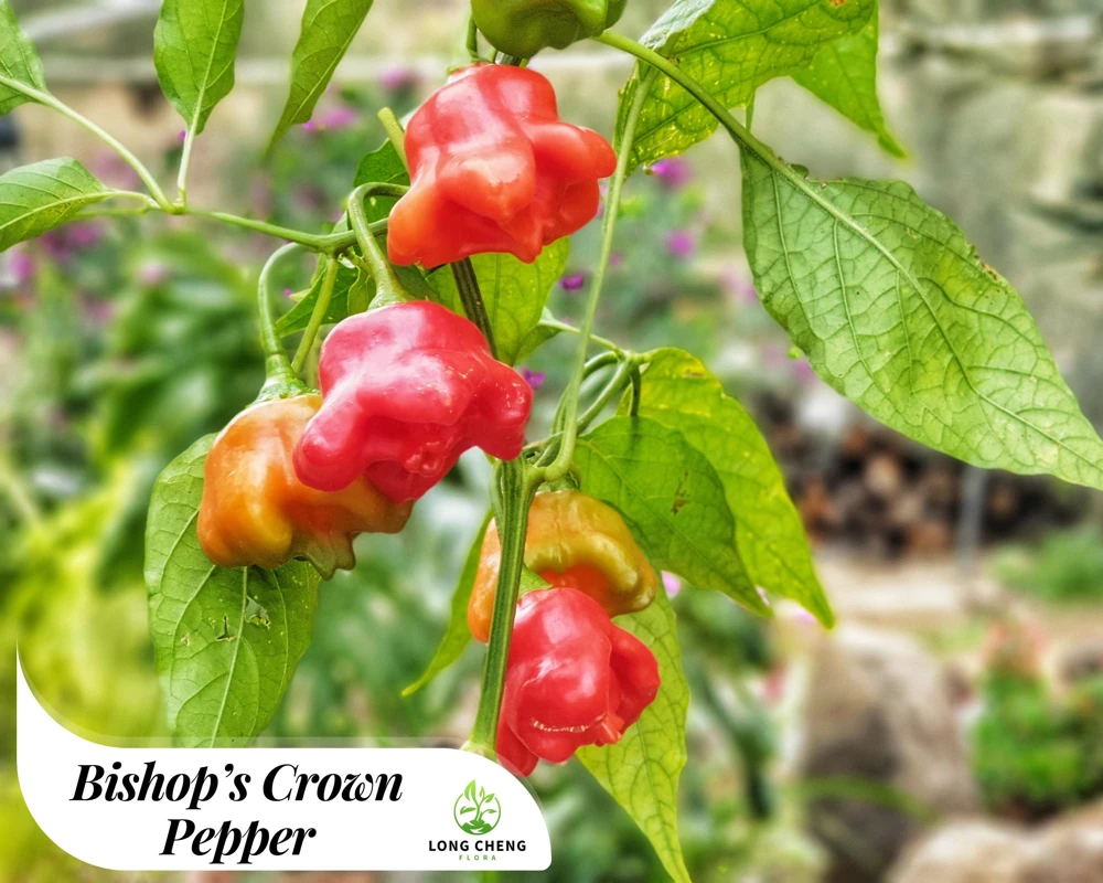 Bishop's Crown Pepper- 4 Live Seedlings - Image 1