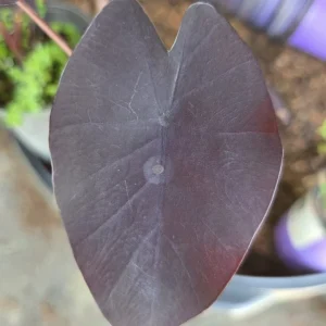 Black Colocasia Esculenta Live Plant - Elephant Ear Tropical Foliage - Image 2