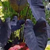 Black Colocasia Esculenta Live Plant - Elephant Ear Tropical Foliage - Image 1