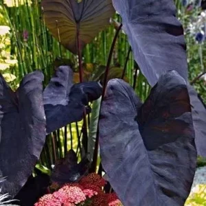 Black Colocasia Esculenta Live Plant - Elephant Ear Tropical Foliage - Image 1