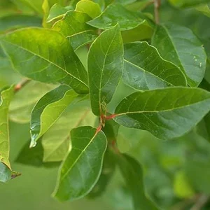 Black Gum Tree Live Plant – Nyssa sylvatica – 18-24 inch Tall – 3 inch Pot – Outdoor Shade Tree - Image 2