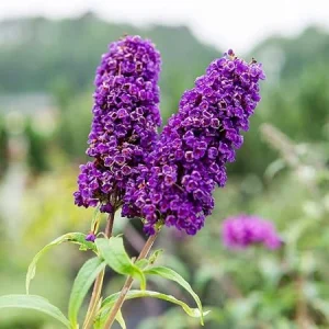 Black Knight Butterfly Bush Live Plant – 5in Pot – Outdoor Shrub - Image 2