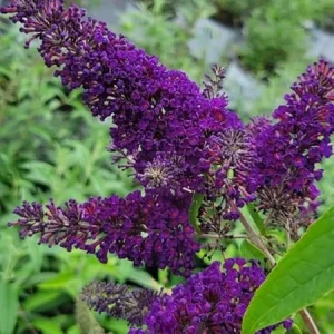 Black Knight Butterfly Bush Live Plant – 5in Pot – Outdoor Shrub - Image 3
