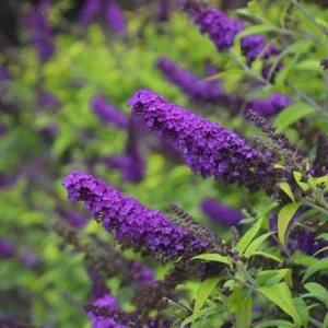 Black Knight Butterfly Bush Live Plant – 5in Pot – Outdoor Shrub - Image 1