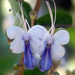 Blue Butterfly Bush Live Plant (Clerodendrum ugandense) - Rooted Starter, Blue Flowers, Tropical - Image 2