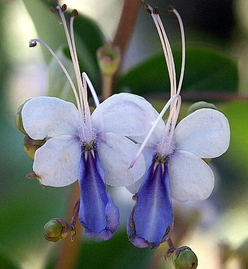 Blue Butterfly Bush Live Plant (Clerodendrum ugandense) - Rooted Starter, Blue Flowers, Tropical - Image 2