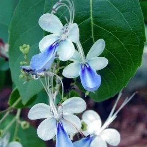 Blue Butterfly Bush Live Plant (Clerodendrum ugandense) - Rooted Starter, Blue Flowers, Tropical - Image 3