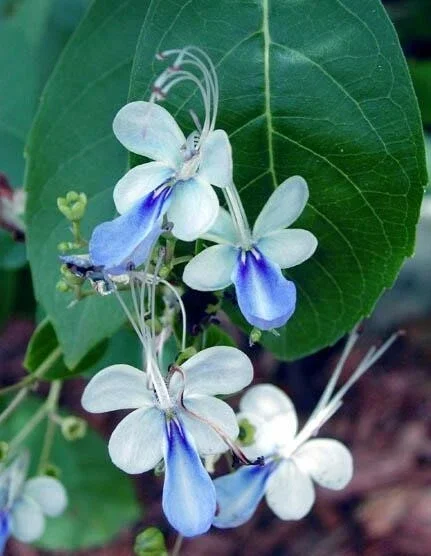 Blue Butterfly Bush Live Plant (Clerodendrum ugandense) - Rooted Starter, Blue Flowers, Tropical - Image 3