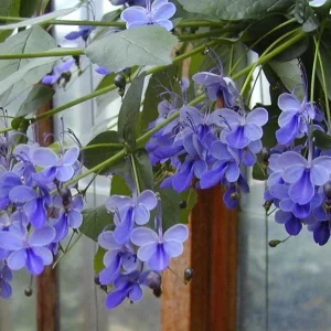 Blue Butterfly Bush Live Plant (Clerodendrum ugandense) - Rooted Starter, Blue Flowers, Tropical - Image 1