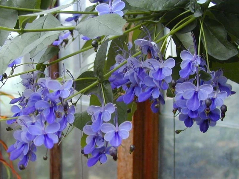 Blue Butterfly Bush Live Plant (Clerodendrum ugandense) - Rooted Starter, Blue Flowers, Tropical - Image 1