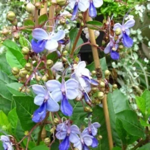 Blue Butterfly Bush Live Plant (Clerodendrum ugandense) - Rooted Starter, Blue Flowers, Tropical - Image 4