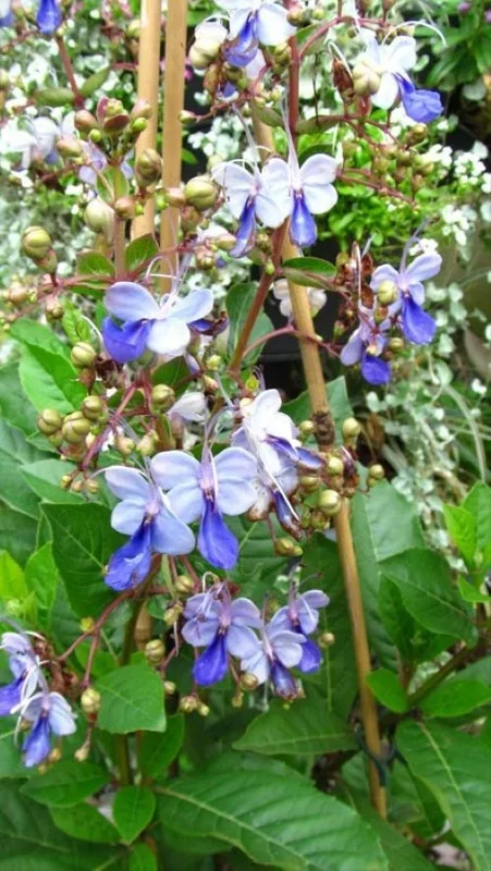 Blue Butterfly Bush Live Plant (Clerodendrum ugandense) - Rooted Starter, Blue Flowers, Tropical - Image 4