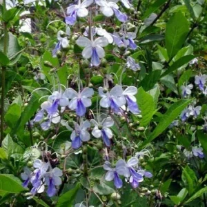Blue Butterfly Bush Live Plant (Clerodendrum ugandense) - Rooted Starter, Blue Flowers, Tropical - Image 5