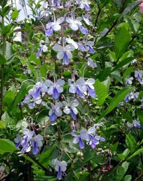 Blue Butterfly Bush Live Plant (Clerodendrum ugandense) - Rooted Starter, Blue Flowers, Tropical - Image 5