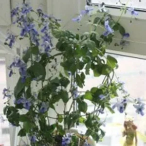 Blue Butterfly Bush Live Plant (Clerodendrum ugandense) - Rooted Starter, Blue Flowers, Tropical - Image 6