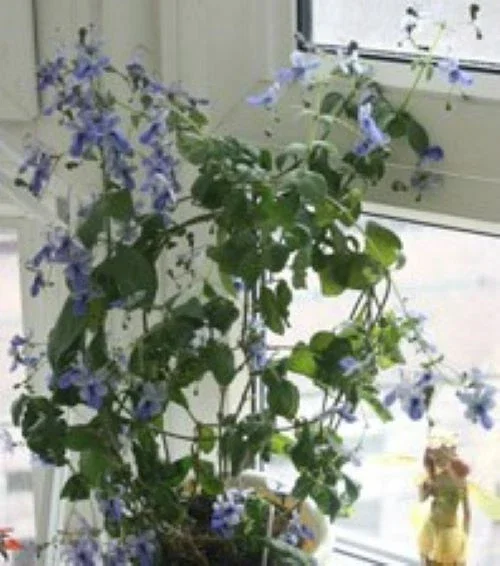 Blue Butterfly Bush Live Plant (Clerodendrum ugandense) - Rooted Starter, Blue Flowers, Tropical - Image 6