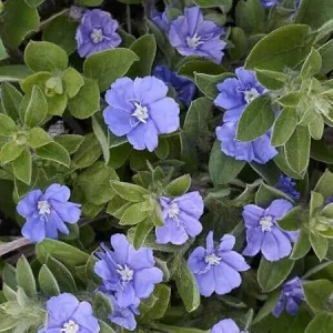 Blue Daze Dwarf Morning Glory Live Plant – 3in Pot – Groundcover - Image 2