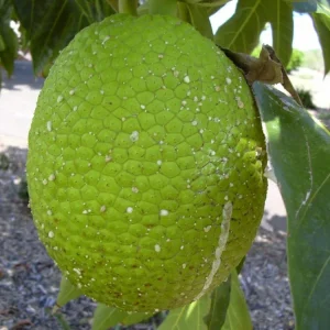 Breadfruit Live Plant - 10-12 Inch Tall in Pot - Tropical Fruit Tree - Image 2